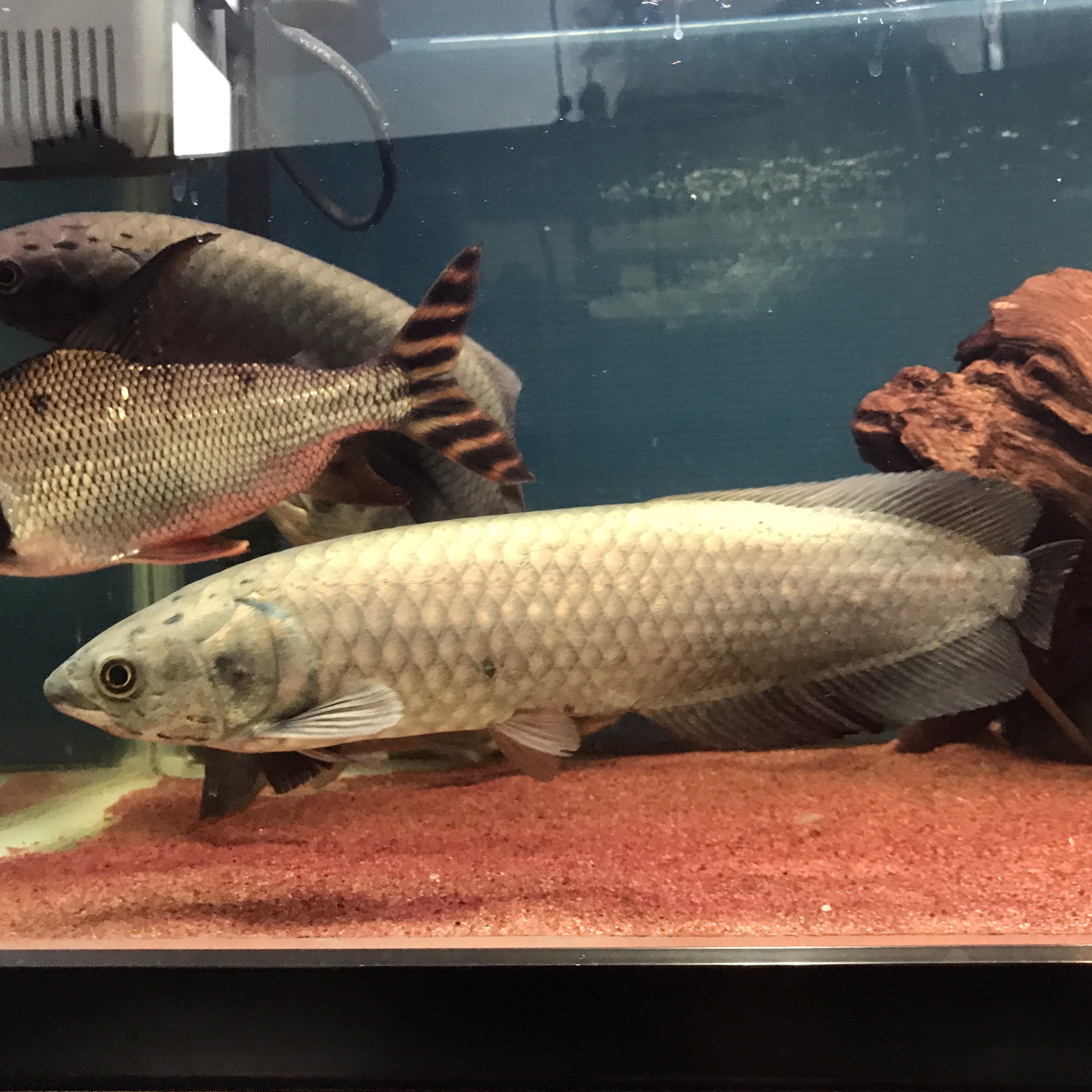 ロイヤリティフリーアジアアロワナ 成長速度 魚のすべて