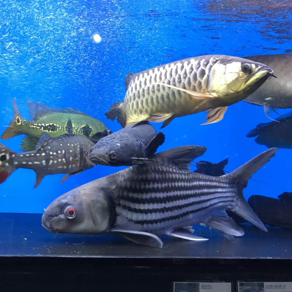 ポリプテルス3匹（水槽、熱帯魚、古代魚、大型魚） - その他